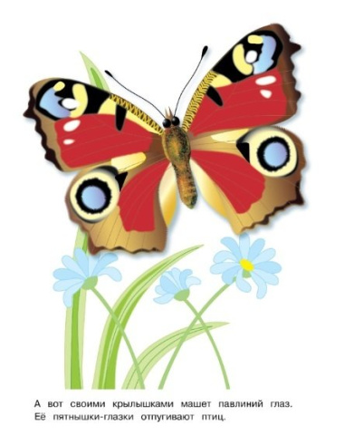 Бабочки. Окружающий мир. Раскраска