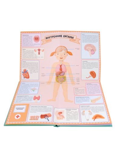 Тело человека. Интерактивный детский атлас с откидными разворотами