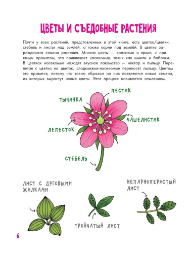 Цветы и растения