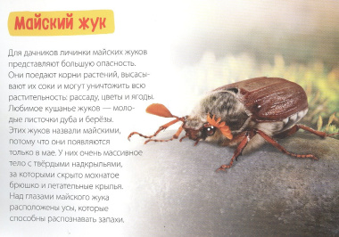 Обучающая книга «Удивительные насекомые»