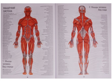 Визуальный атлас человеческого тела
