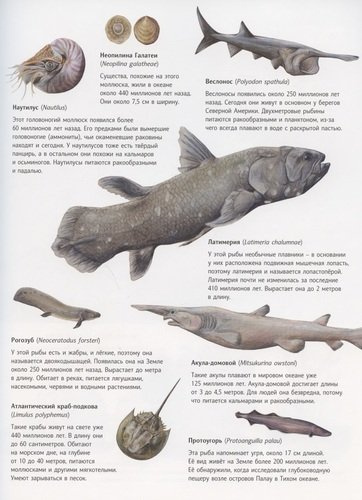 Чудо природы. История морской губки