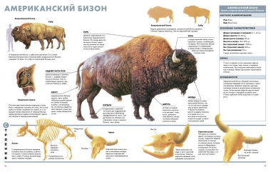 Животные. Визуальная энциклопедия