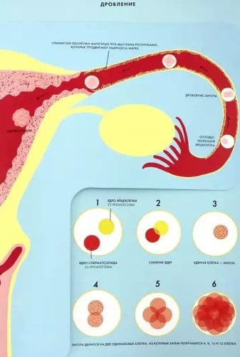 Рождение. Интерактивный атлас с клапанами и резными иллюстрациями