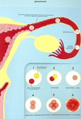 Рождение. Интерактивный атлас с клапанами и резными иллюстрациями