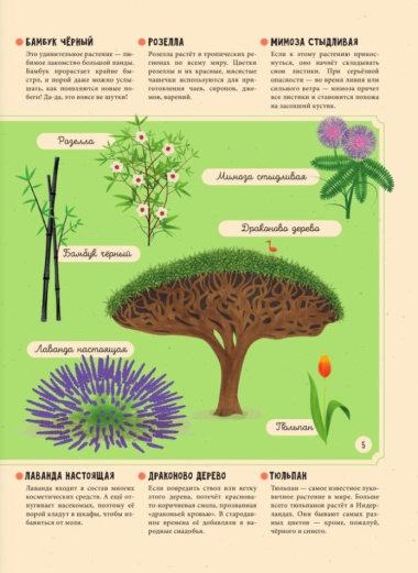 Растения. Энциклопедия для юных читателей в картинках