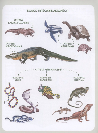 Динозавры и другие пресмыкающиеся. Детская энциклопедия