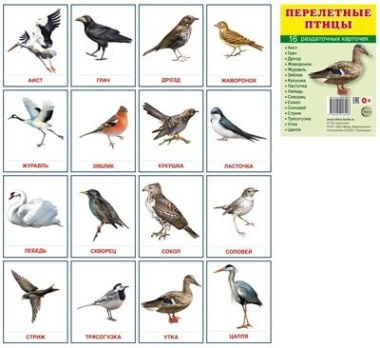 Перелетные птицы. 16 раздаточных карточек с текстом на русском и английском языках
