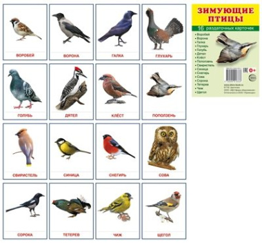 Зимующие птицы. 16 раздаточных карточек с текстом на русском и английском языках
