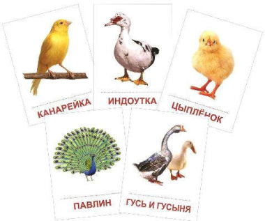 Птицы домашние и декоративные. 16 раздаточных карточек с текстом