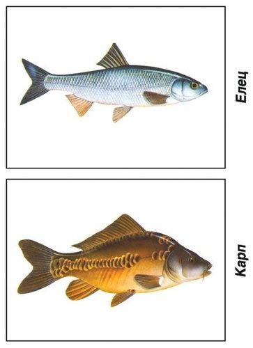 Рыбы. Морские и пресноводные. Демонстрационный материал для занятий в группах детских садов и индивидуально