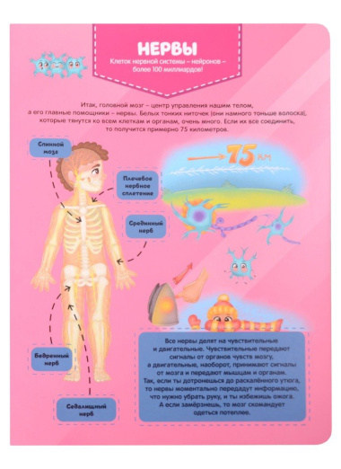 Тело человека. Детский атлас по анатомии