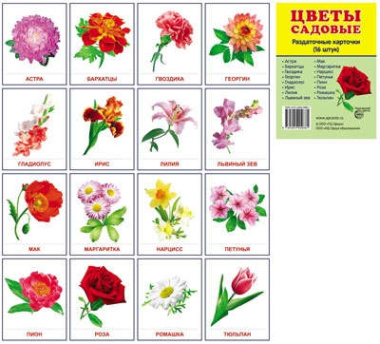 Дем. картинки СУПЕР Цветы садовые. 16 раздаточных карточек с текстом (63х87 мм)