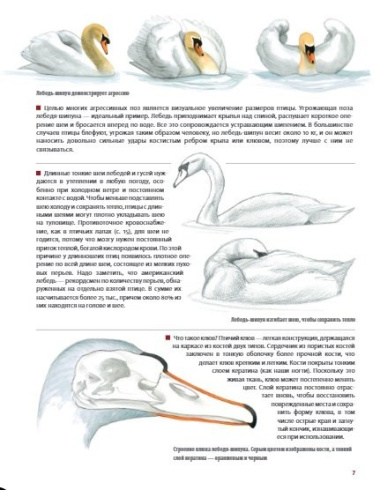 Каково быть птицей: о полетах и гнездовании, кормлении и пении. Как и чем живут самые известные птицы на земле