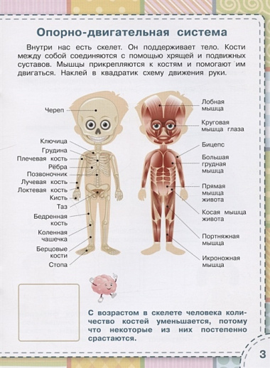 Тело человека. Книжка с многоразовыми наклейкми