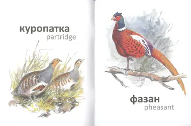 Птицы (на рус.-англ.яз.) худ.Комаров А.