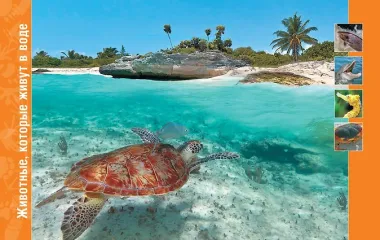 В мире животных