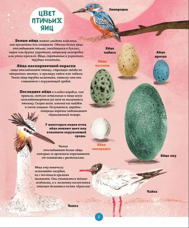 Яйца, или Гоголь-моголь для любознательных