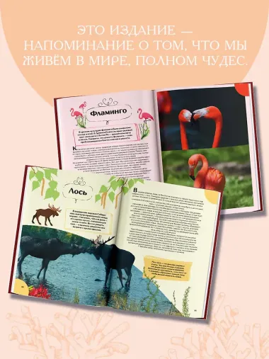Животные