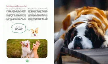 Я и моя собака. Как понять питомца и стать ему другом