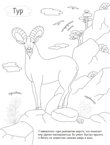 Раскрась Россию (комплект из 2 книг)
