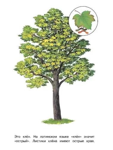 Деревья. Окружающий мир. Раскраска