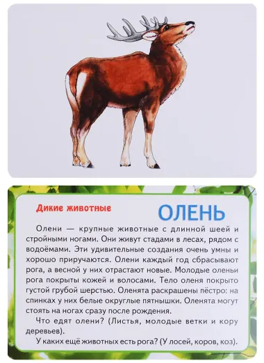 В мире животных