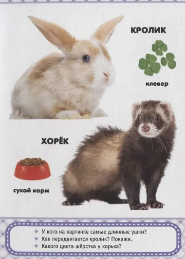 Домашние любимцы