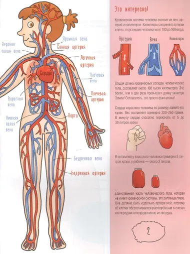 Познаем человека