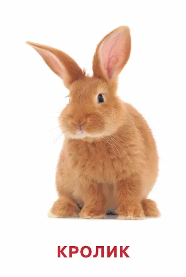 Развивающие карточки Домана. 0-3 лет