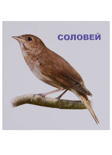 Перелетные птицы