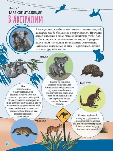 Изучаем удивительный мир животных