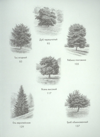 Деревья: Как жизни человека и дерева переплетены друг с другом