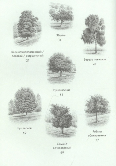 Деревья: Как жизни человека и дерева переплетены друг с другом