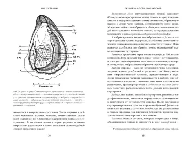 Код устрицы: Загадочная история деликатеса