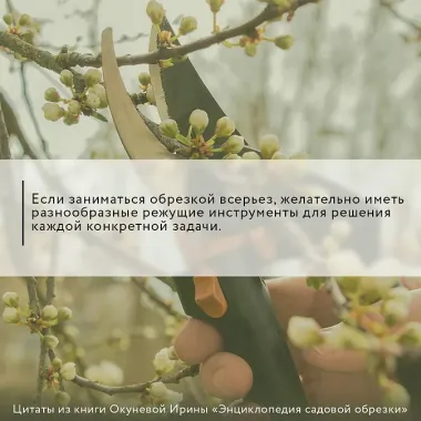Энциклопедия садовой обрезки