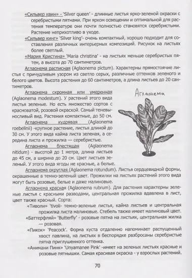 Секреты «домашних» растений: мифы и реальность