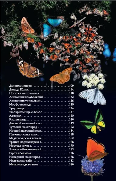 Бабочки. Иллюстрированный гид