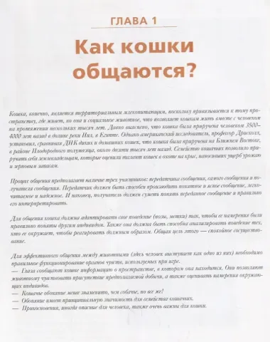 Расшифруйте язык вашей кошки. Позы, мяуканье, метки…