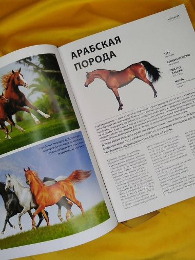 Лошади. Футляр