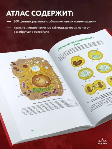 Анатомия человека: 2 издание