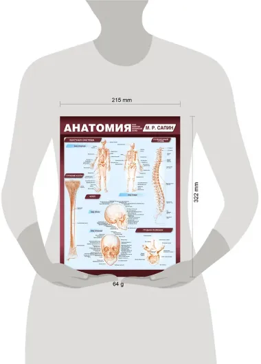 Анатомия. Самая компактная анатомическая таблица