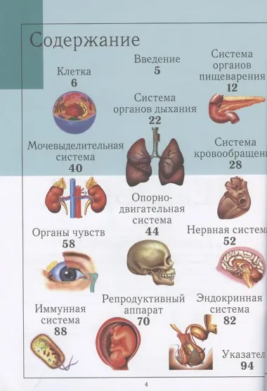 Тело человека