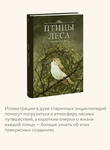 Птицы леса. Артбук
