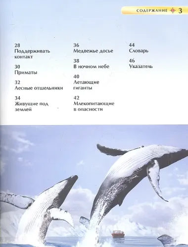 Млекопитающие