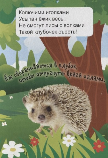 ЦК МИНИ. ЛЕСНЫЕ ЖИВОТНЫЕ
