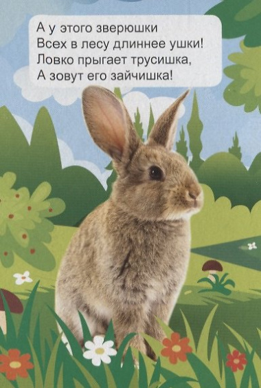 ЦК МИНИ. ЛЕСНЫЕ ЖИВОТНЫЕ