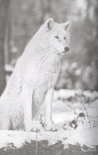 Сила волчьей стаи. Реальные истории из жизни диких хищников