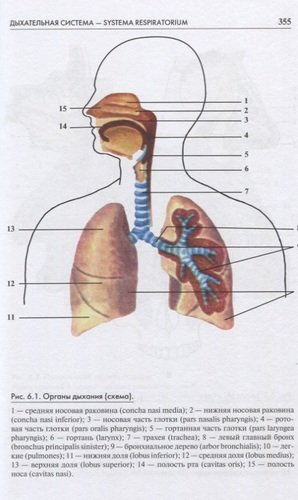 Атлас анатомии человека. Учебное пособие для высших медицинских учебных заведений