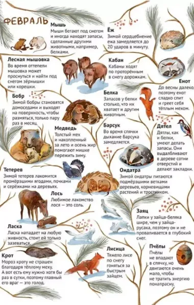 От зимы к лету. Как живут лесные звери